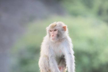 Kam Shan Country Park, Kowloon makak