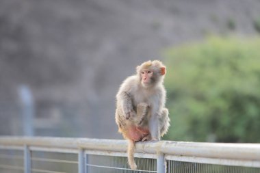 Kam Shan Country Park, Kowloon makak