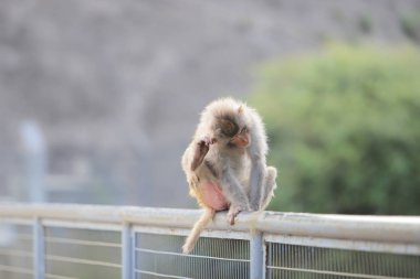 Kam Shan Country Park, Kowloon makak