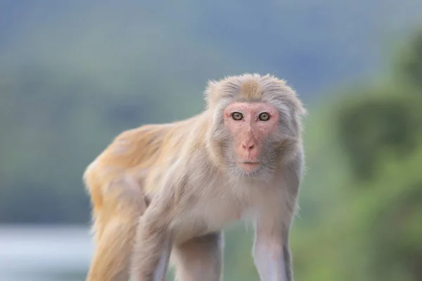 Macaque Kam Shan Country Park Kowloon — Stockfoto