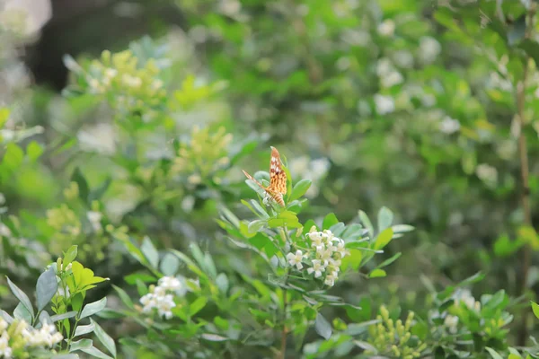 間近で香港自然公園で花蝶 — ストック写真