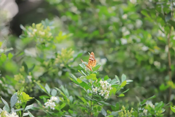 Ein Schmetterling Aus Nächster Nähe Auf Blume Naturpark — Stockfoto