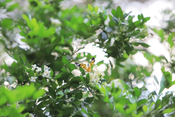 Papillon Gros Plan Sur Fleur Parc Naturel — Photo