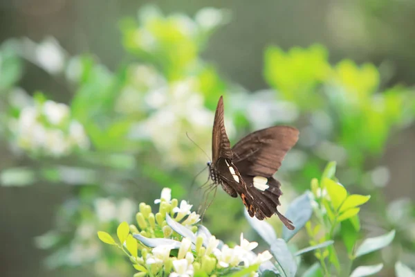 Kelebek Çiçek Doğa Park Yakından — Stok fotoğraf