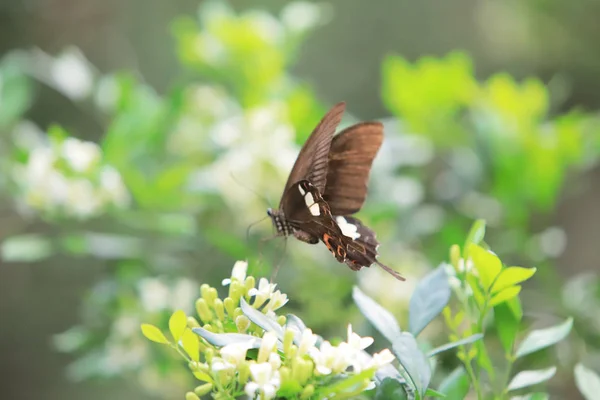 Kelebek Çiçek Doğa Park Yakından — Stok fotoğraf