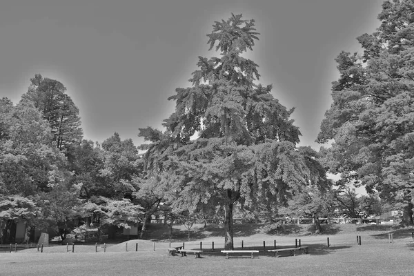 bir Korakuen; Okayama Japon bahçesinde; Japonya