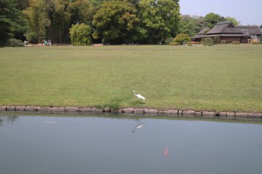 bir Korakuen; Okayama Japon bahçesinde; Japonya