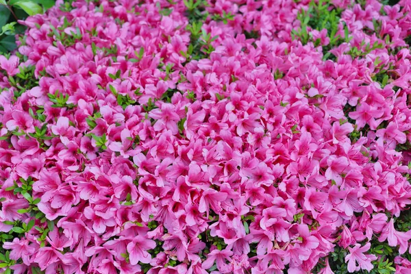 Blume Auf Dem Feld Isoliert Auf Blumenbeet — Stockfoto