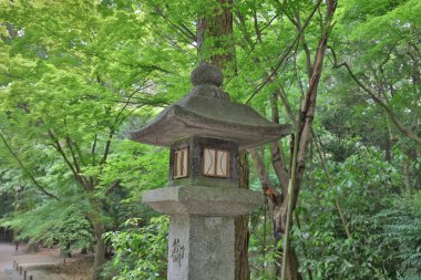 ünlü Shimogamo Jinja Kyoto Japonya akçaağaç yaprakları