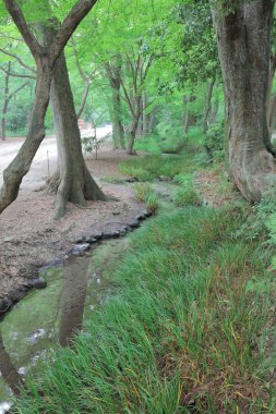 ünlü Shimogamo Jinja Kyoto Japonya akçaağaç yaprakları
