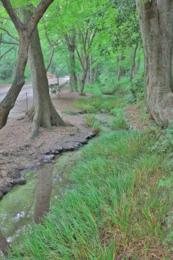 ünlü Shimogamo Jinja Kyoto Japonya akçaağaç yaprakları