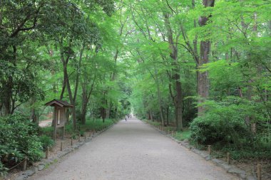 ünlü Shimogamo Jinja Kyoto Japonya akçaağaç yaprakları