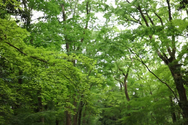 Feuilles Érable Dans Célèbre Shimogamo Jinja Kyoto Japon — Photo