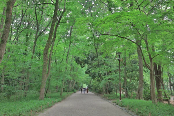 京都で有名な下鴨神社のカエデの葉します — ストック写真