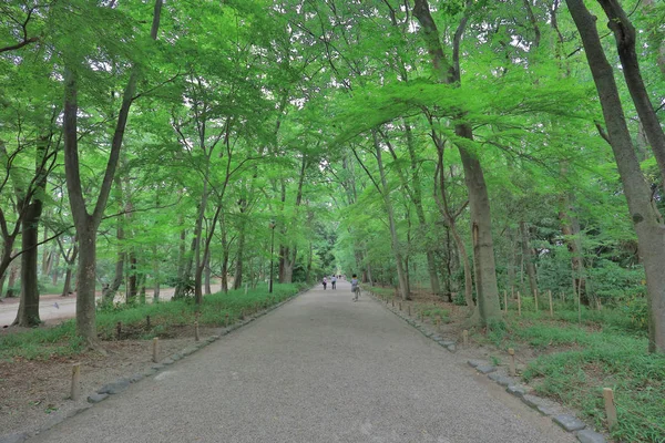 京都で有名な下鴨神社のカエデの葉します — ストック写真