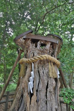 ünlü Shimogamo Jinja Kyoto Japonya akçaağaç yaprakları