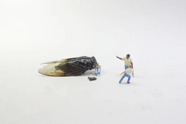 Street Fight Monster Cicadidae — Stock Photo, Image