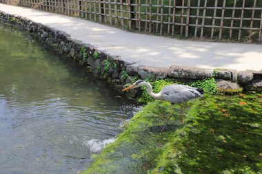 Ritsurin Bahçe Kagawa Prefecture, Japonya