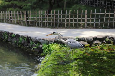 Ritsurin Bahçe Kagawa Prefecture, Japonya