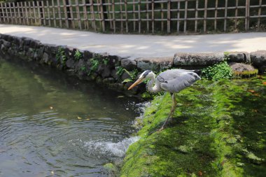 Ritsurin Bahçe Kagawa Prefecture, Japonya