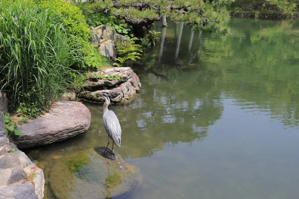 Ritsurin Bahçe Kagawa Prefecture, Japonya