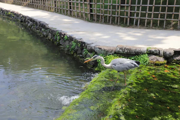 Ritsurin Bahçe Kagawa Prefecture, Japonya