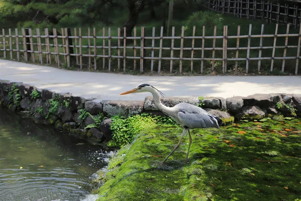 Ritsurin Bahçe Kagawa Prefecture, Japonya