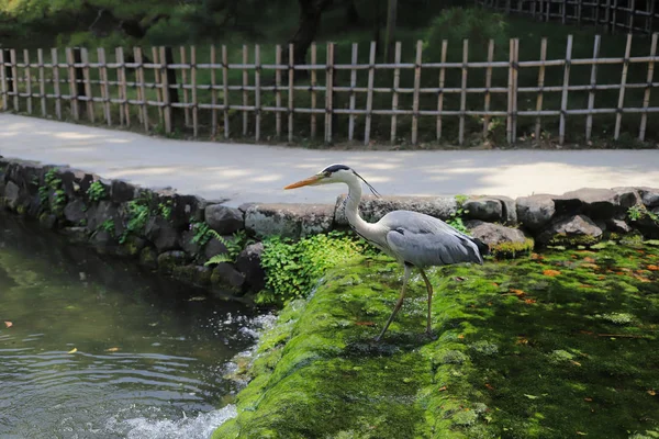 Ritsurin Bahçe Kagawa Prefecture, Japonya