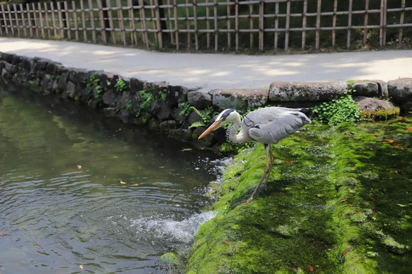 Ritsurin Bahçe Kagawa Prefecture, Japonya
