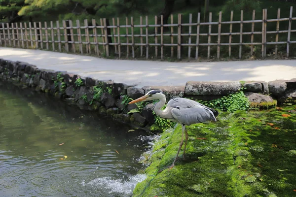 Ritsurin Bahçe Kagawa Prefecture, Japonya