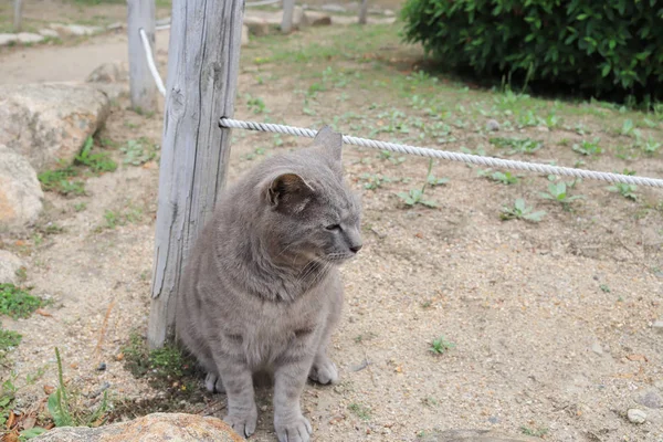 Die Obdachlose Katze Lebt Stadtpark Himeji — Stockfoto