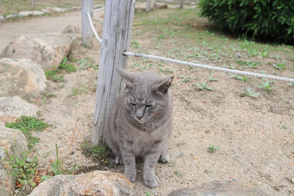 姫路市の公園に住んでいるホームレス猫 — ストック写真