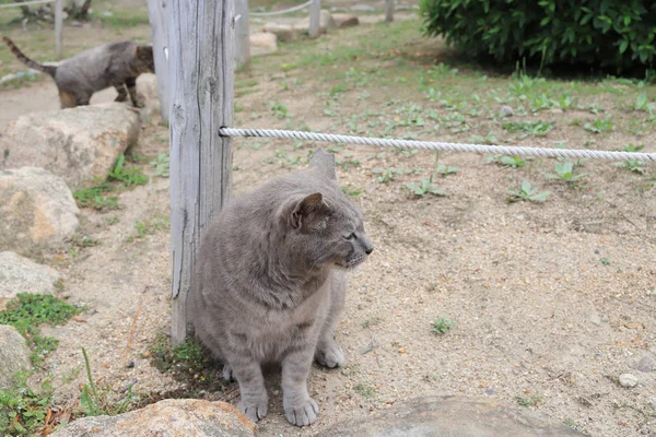 Die Obdachlose Katze Lebt Stadtpark Himeji — Stockfoto