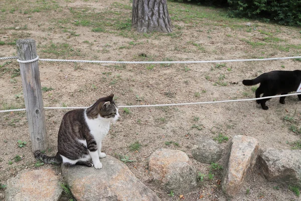 Die Obdachlose Katze Lebt Stadtpark Himeji — Stockfoto