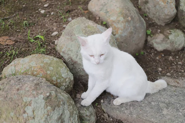 Die Obdachlose Katze Lebt Stadtpark Himeji — Stockfoto