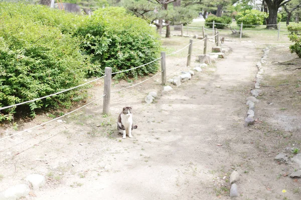这只无家可归的猫住在姬路市公园 — 图库照片