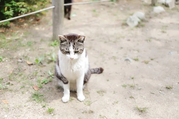 Бездомный Кот Живет Городском Парке Химэдзи — стоковое фото