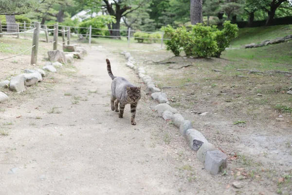 Die Obdachlose Katze Lebt Stadtpark Himeji — Stockfoto