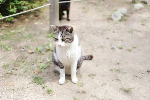 Gato Sem Teto Vivo Parque Cidade Himeji — Fotografia de Stock