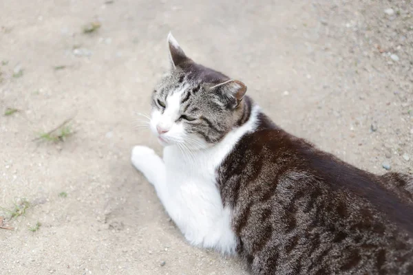 这只无家可归的猫住在姬路市公园 — 图库照片