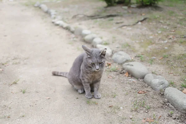 Bezdomny Kot Żyć Parku Miejskim Himeji — Zdjęcie stockowe