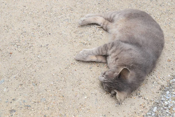 Die Obdachlose Katze Lebt Stadtpark Himeji — Stockfoto