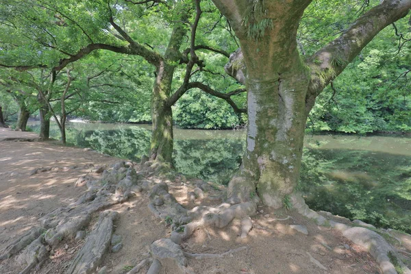 Zen Bahçe, Ritsurin Park, Takamatsu, Shikoku, Japonya