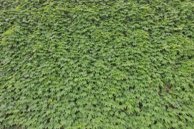 kurashiki Kurashiki Ivy meydanda