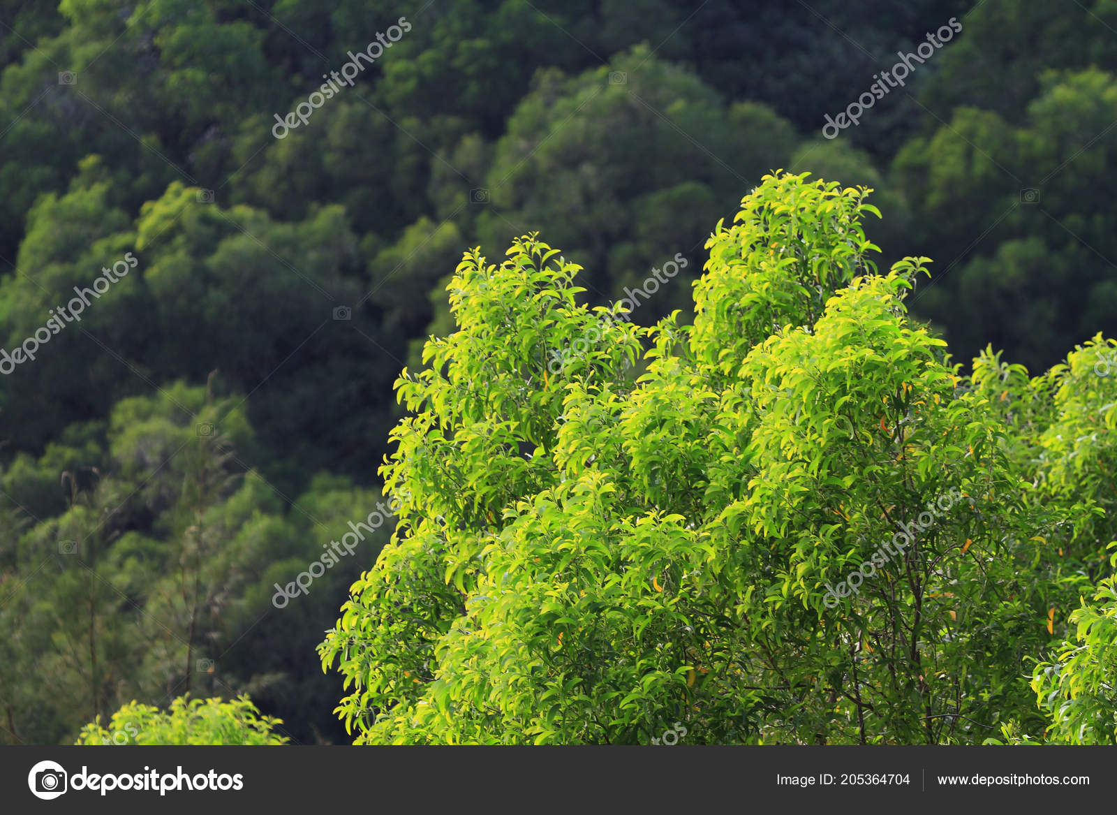 1600 natural outdoor