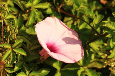 Doğa manzaraya açık Beautiful