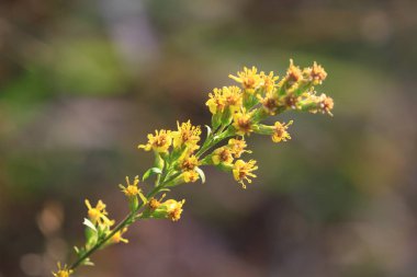 Doğa manzaraya açık Beautiful