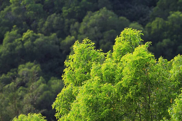 Hermosa Vista Naturaleza Aire Libre — Foto de Stock