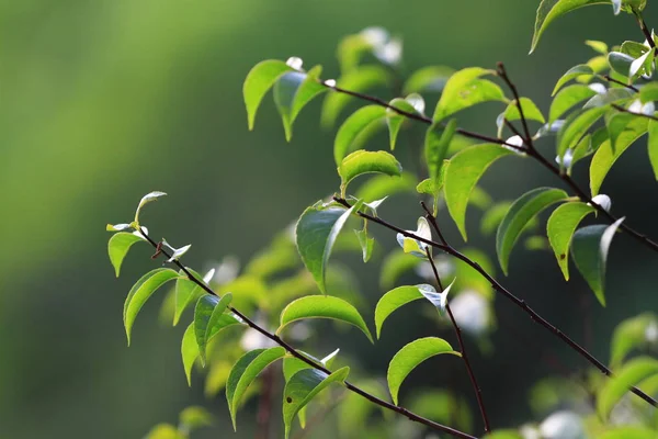 カントリー パークでは 植物の自然 Vieww — ストック写真