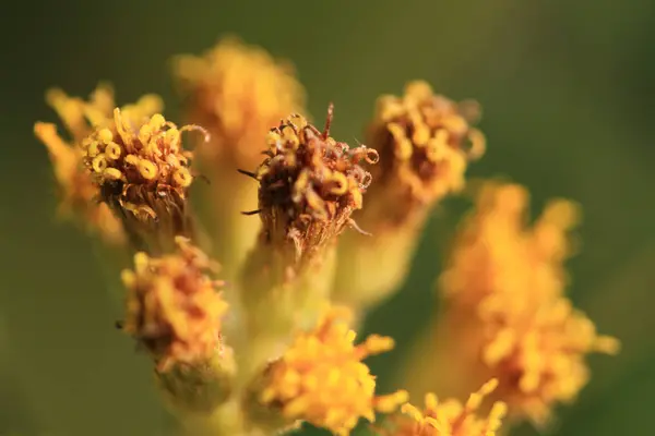 アウトドアでの自然観察園で黄色の花 — ストック写真